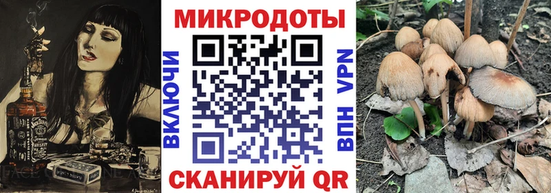 дарк нет Telegram  Почеп  Псилоцибиновые грибы Psilocybine cubensis 